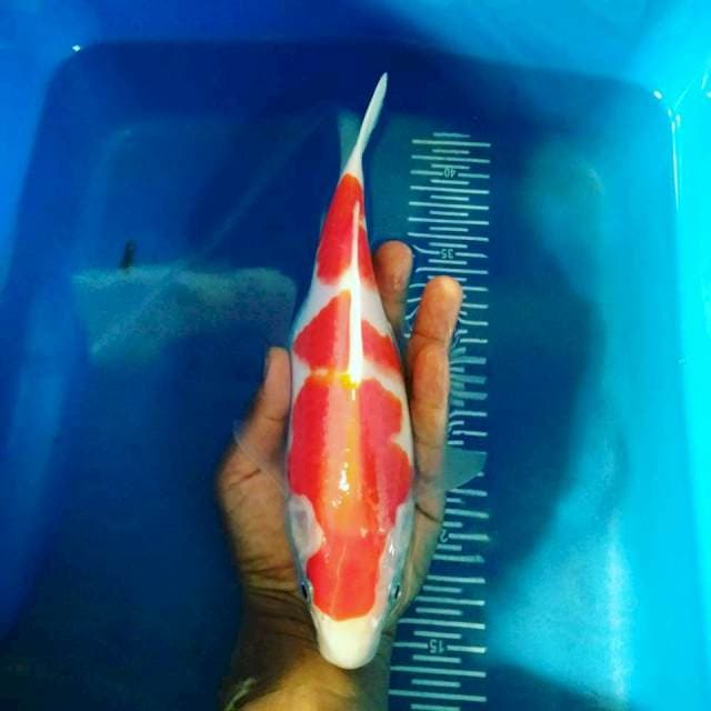 Kohaku 25 cm fm bulky