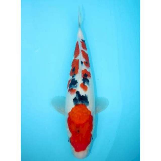 SANKE 31 CM 