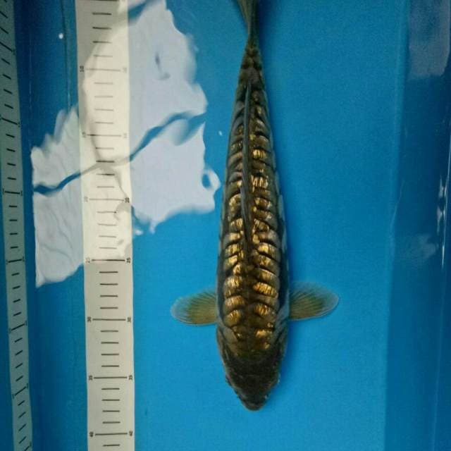 ANTIQ 35 CM