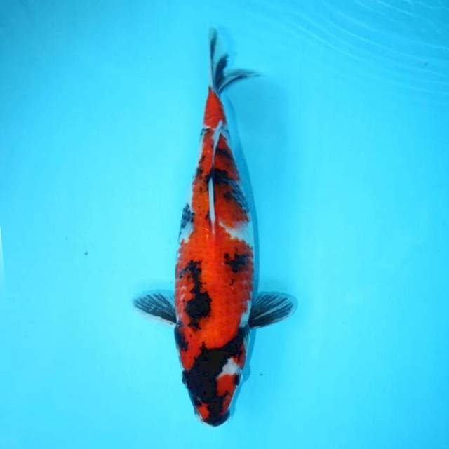 SHOWA SANSHOKU 30 CM