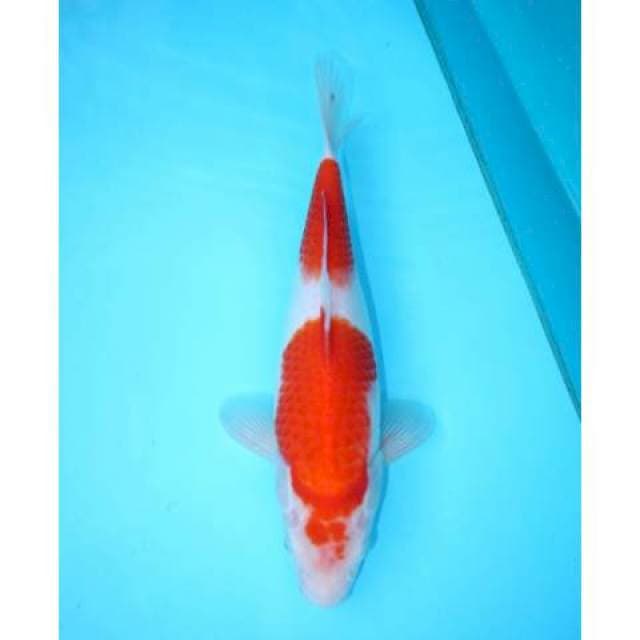 KOHAKU 2 STEP 31 CM FEMALE
