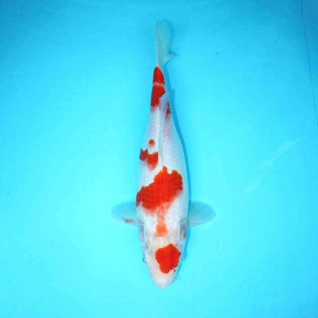 KOHAKU 32 CM FEMALE