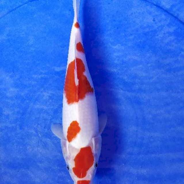 Kohaku original 27cm