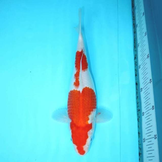 NIDAN KOHAKU 29 CM FEMALE