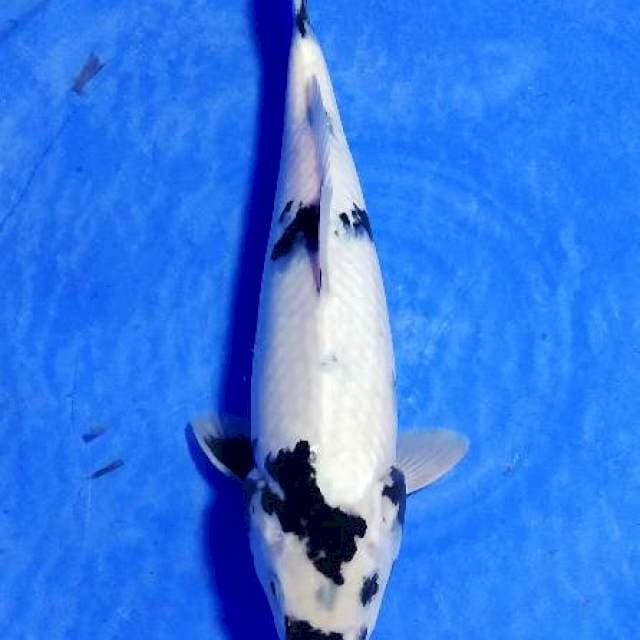 Shiro tategoi putih salju 30cm