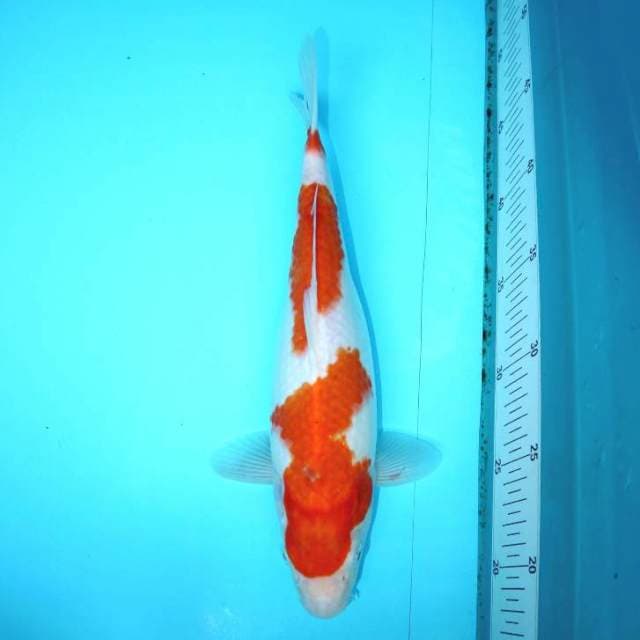 SANDAN KOHAKU 30 CM FEMALE