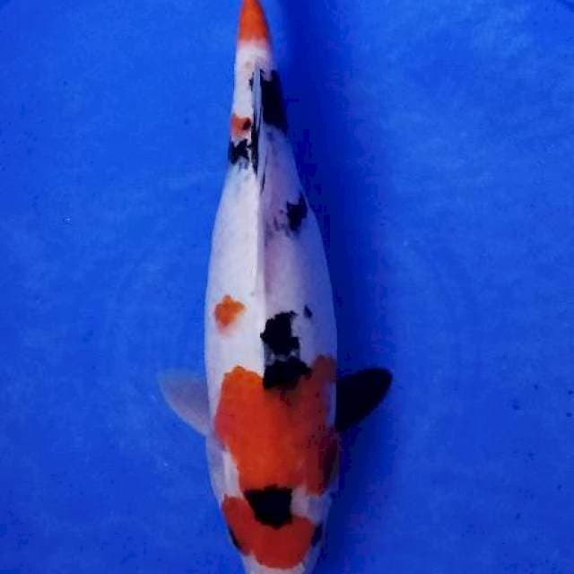 Maruten showa original 30cm