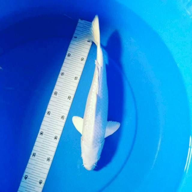 Platinum 35cm male