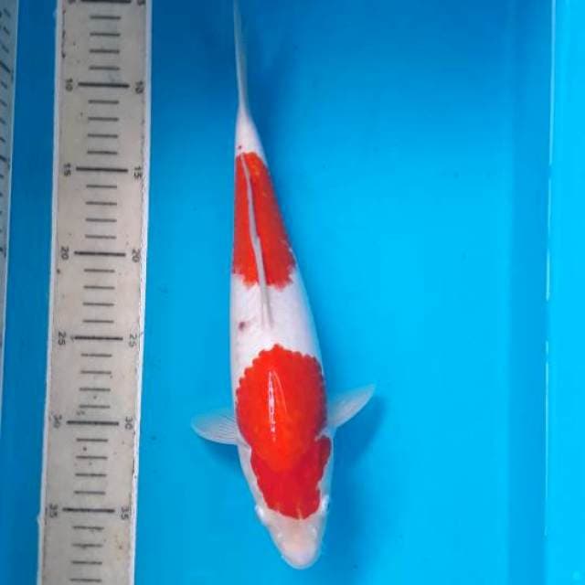 STEP 2 FEMALE MULUS