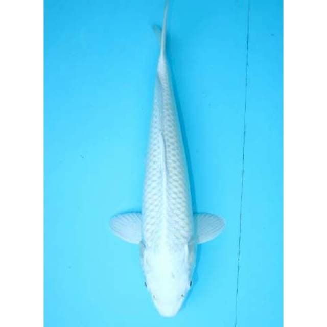 PLATINUM 33 CM