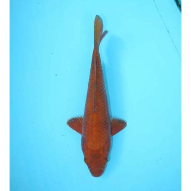 CHAGOI 22 CM