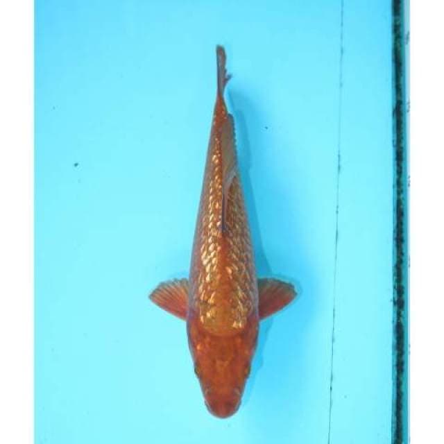 CHAGOI GINRIN 22 CM