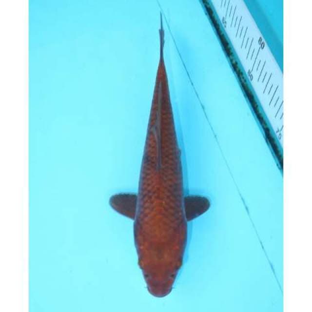 CHAGOI 20 CM