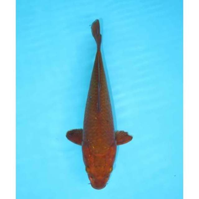 CHAGOI 21 CM