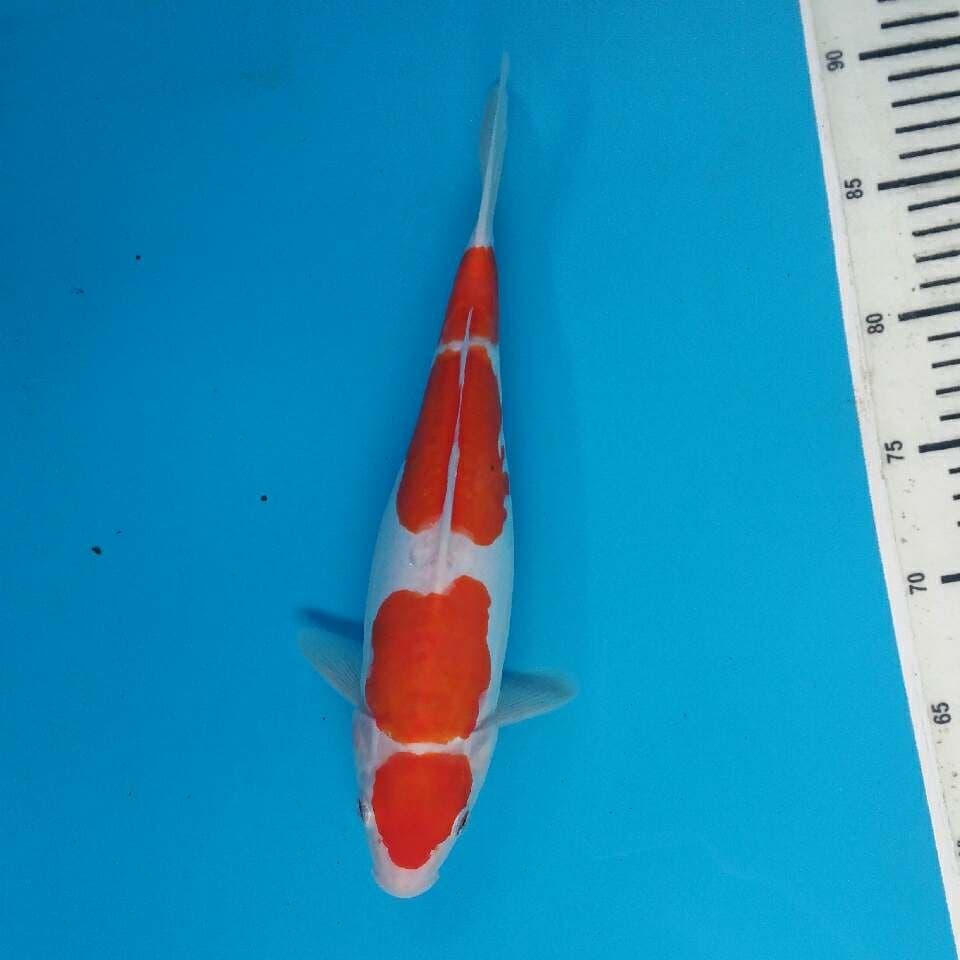 Kohaku Doitsu 4step