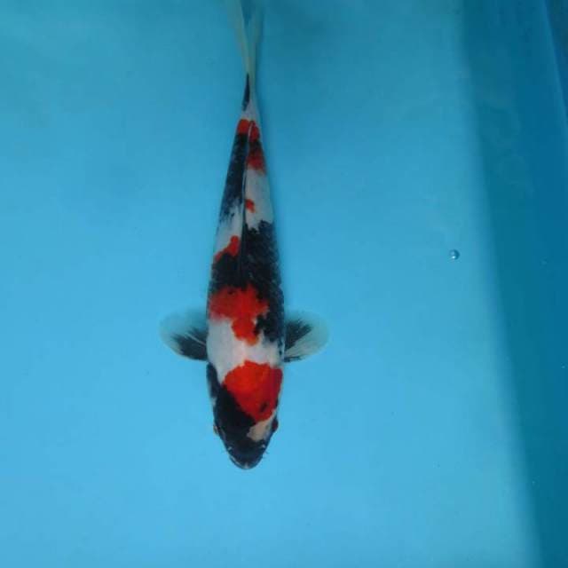 A. ARISAKA ~ SHOWA MOTOGURO SPC