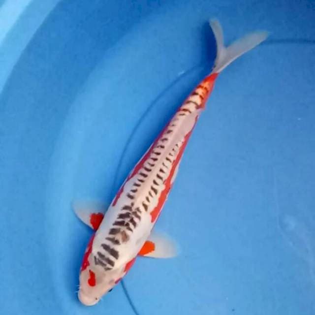 SHUSUI BEAUTIFUL 26CM