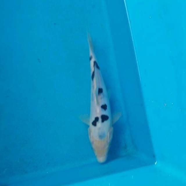 Bekko 17cm