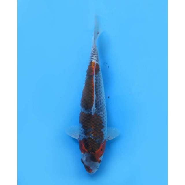 Ghosiki Original Pola - 30cm