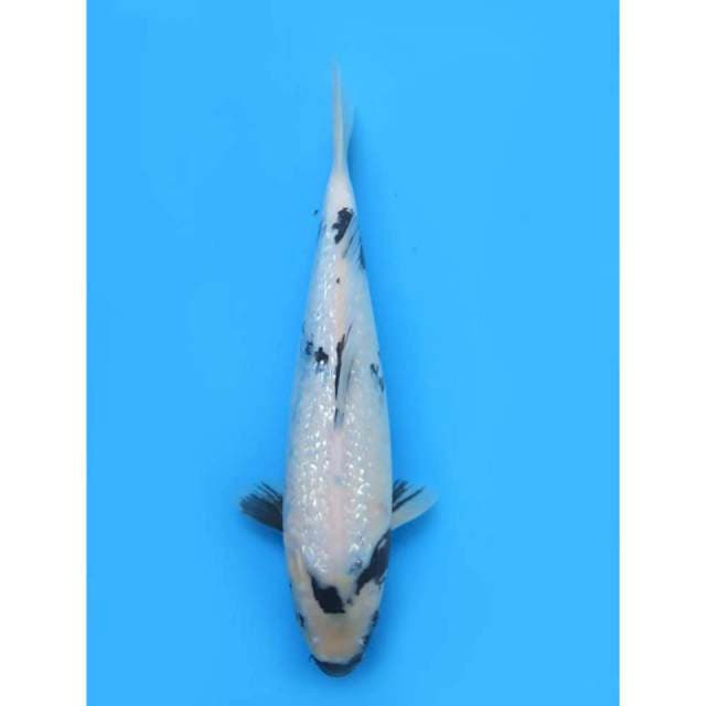 Shiro Ginrin Full F1 - 34cm