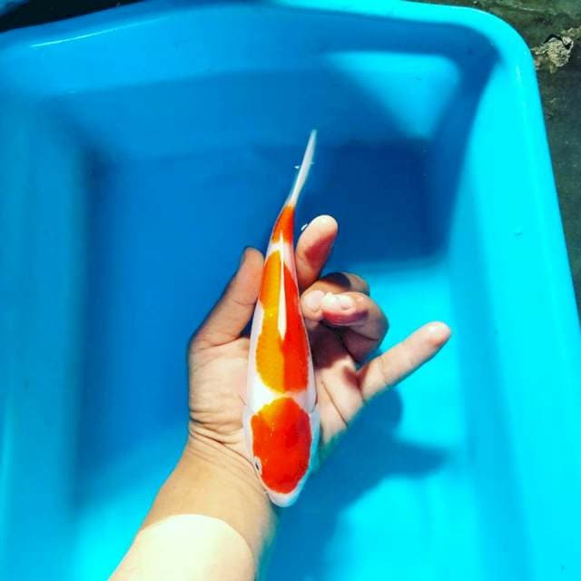 Kohaku bulky 20cm 