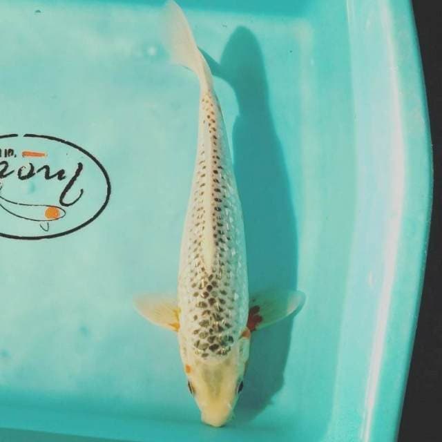 Ashagi 24cm male