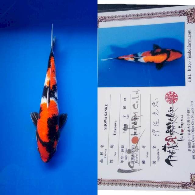 Showa import ISA koi farm