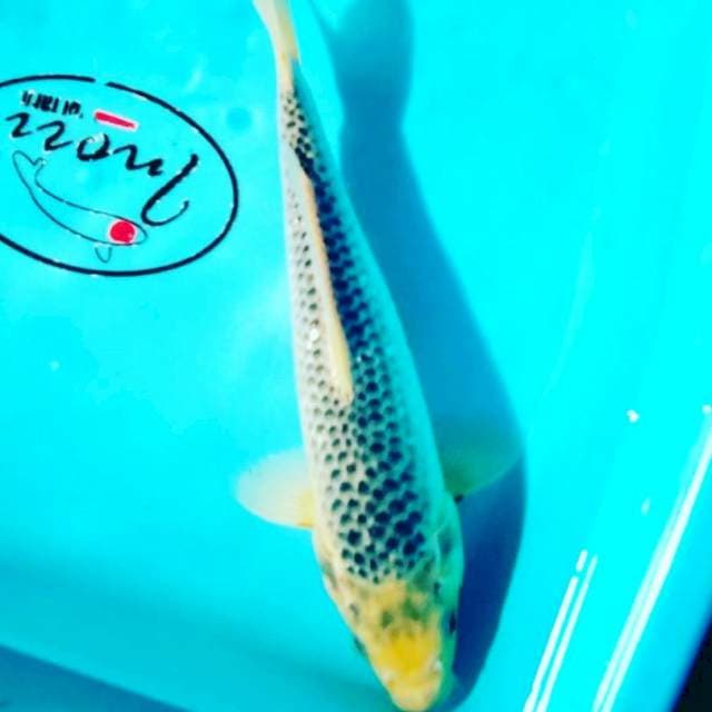 Asahgi 24cm male