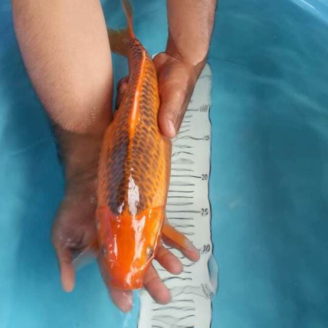 aka matsuba 40 cm