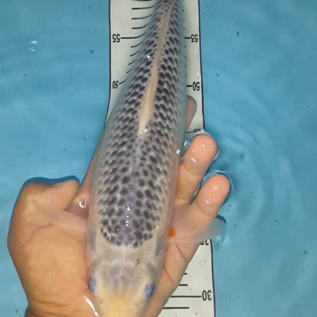 asagi 37 cm