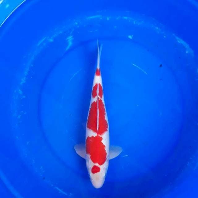 Kohaku HQ Bakat Jumbo