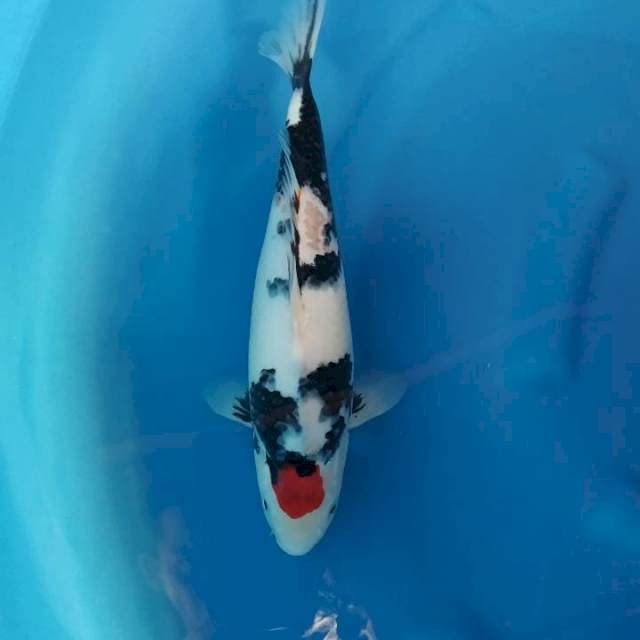 Tancho35cm