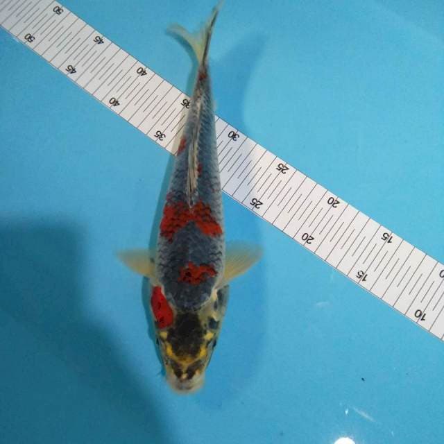 Ghosiki male 31cm