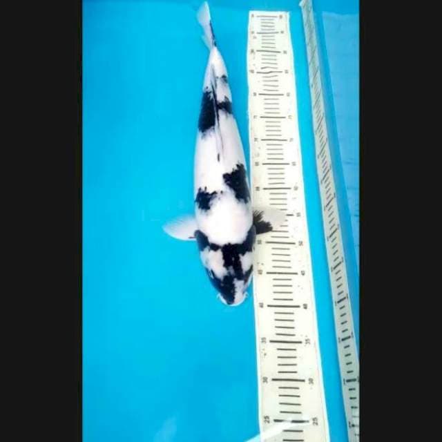 JUMBO