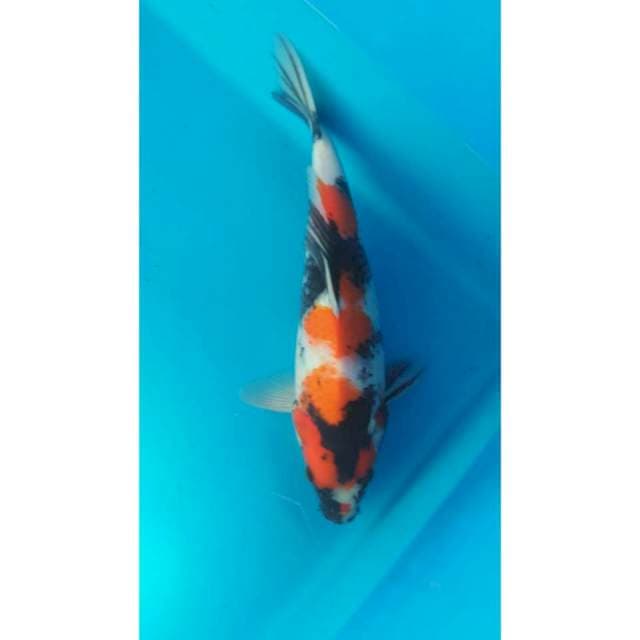 Showa 30cm