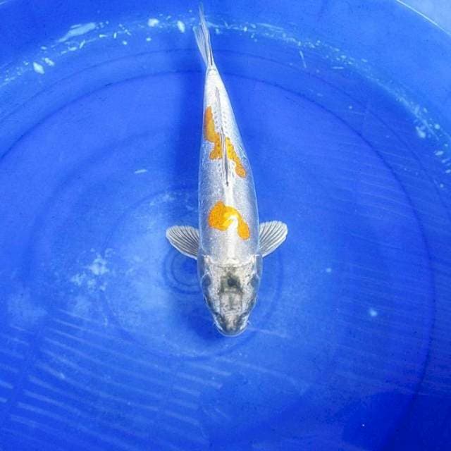 Kiko kulit baja ±32cm male