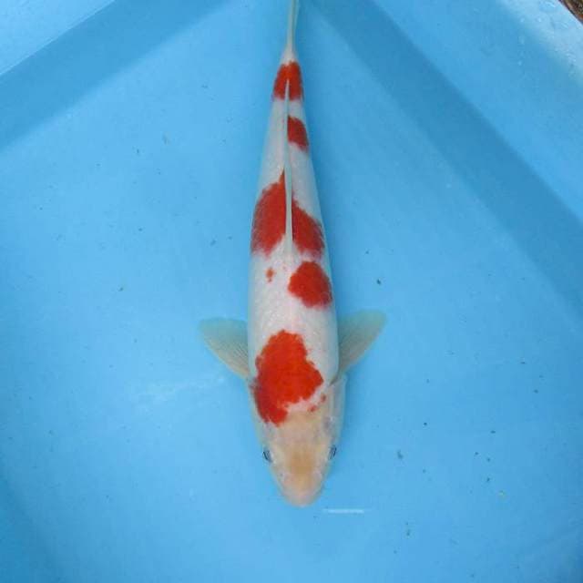 Kohaku male ±30cm