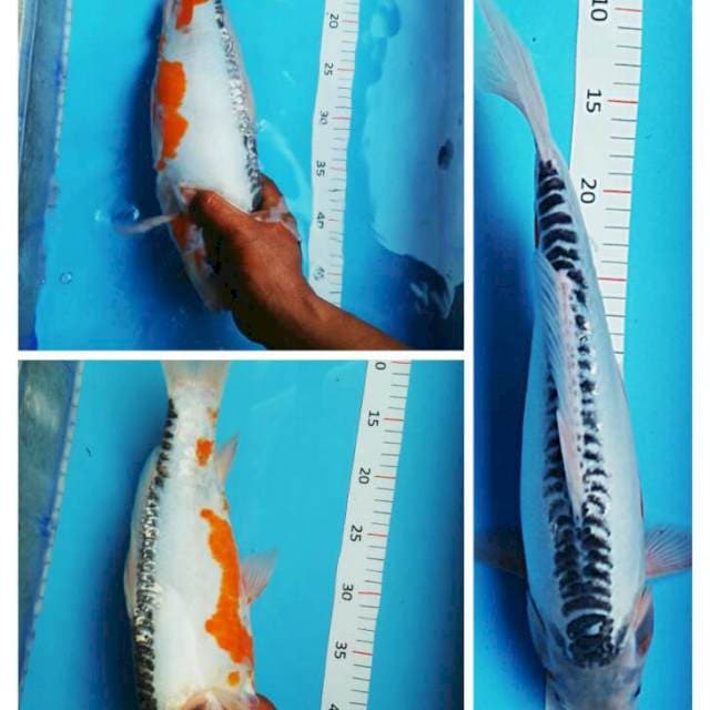 Shushui 40cm