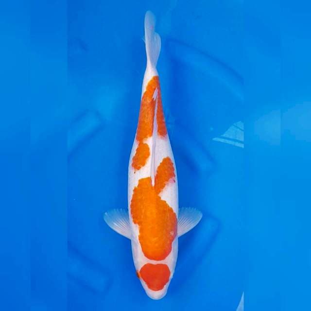 MARUTEN KOHAKU