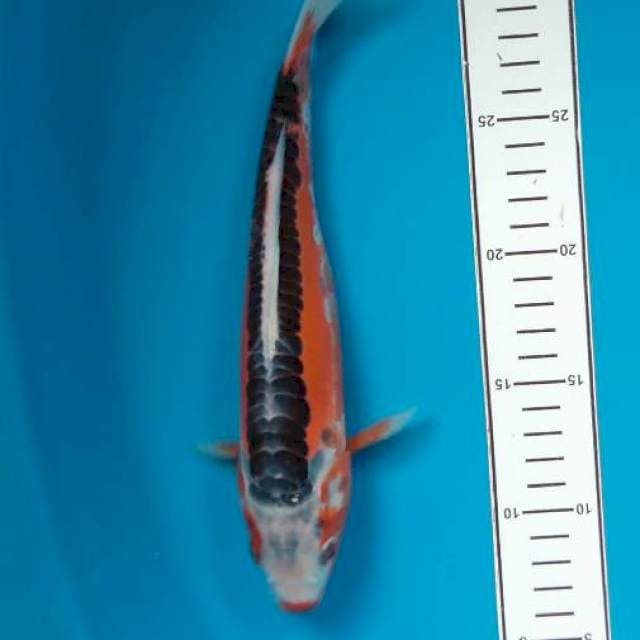 Hana Shusui