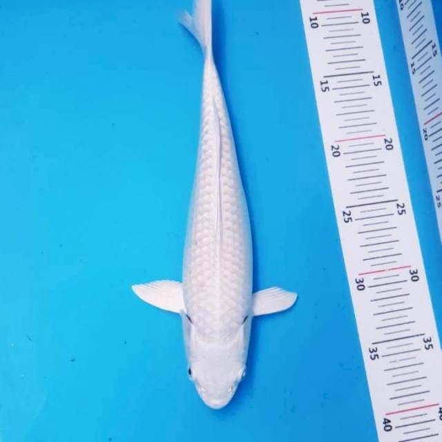 Platinum Salju 30cm