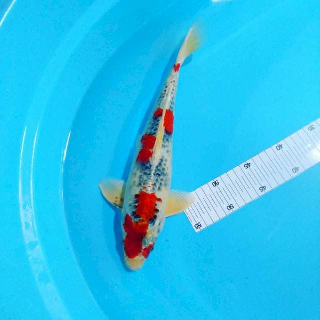 Ghosiki male 35 cm