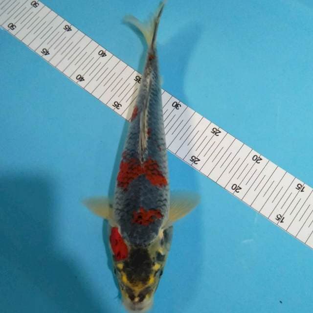 Ghosiki male 31 cm