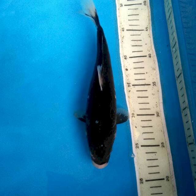 Si Black 26cm