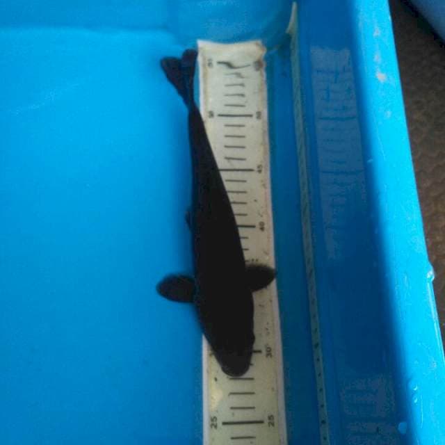 Si Black i 25cm