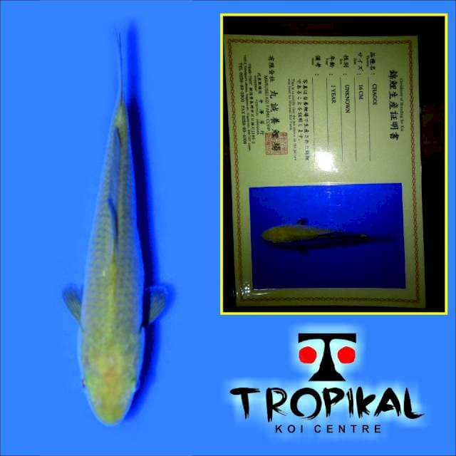 Chagoi (Marusei) 16cm. Import dan Sertifikat