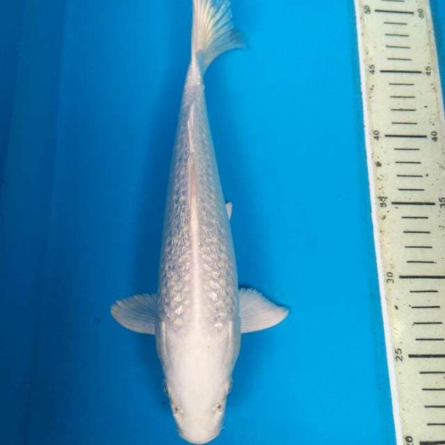 SALJU EMAS 30BU