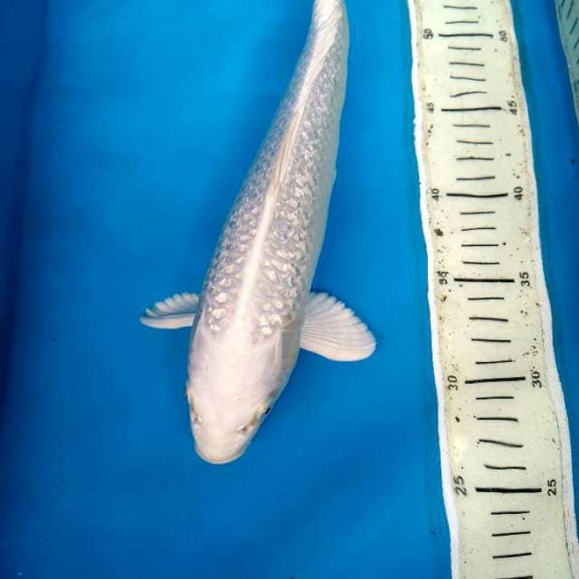 PLATINUM GINDRIN 29cm
