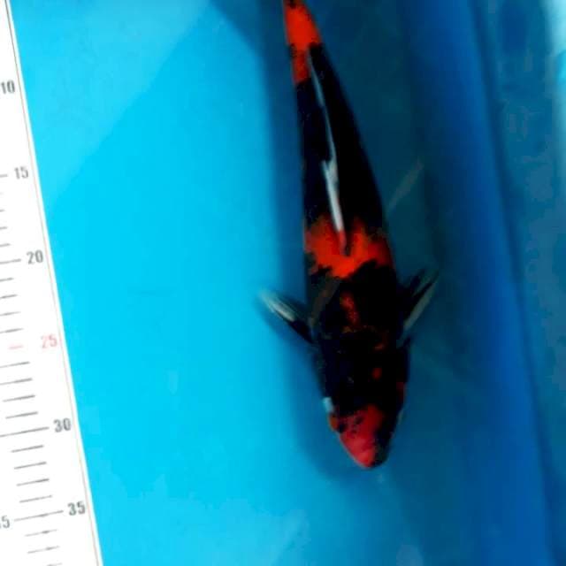 Hisowa 32cm