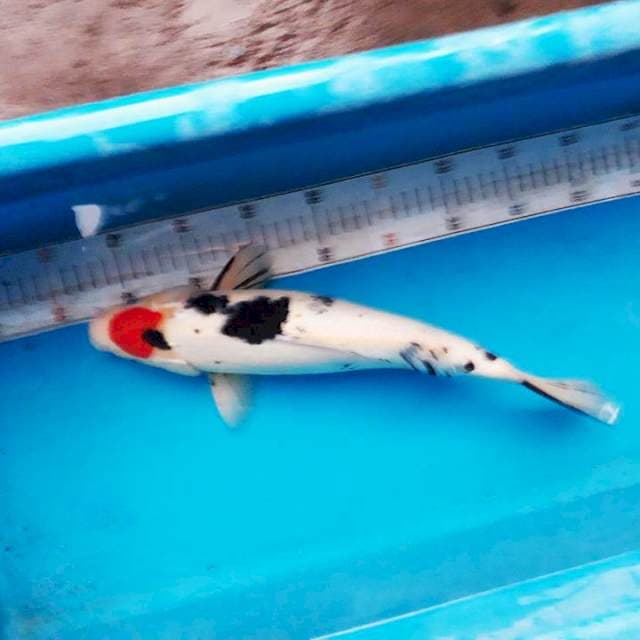 Tancho sanke 37cm